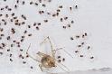 Cryptachaea_gigantipes_F2337_Z_86_Houhora heads_Nieuw-Zeeland